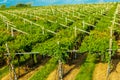 Vineyards sunny day with white ripe clusters of grapes. Italy Lake Garda. Royalty Free Stock Photo