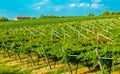 Vineyards sunny day with white ripe clusters of grapes. Italy Lake Garda. Royalty Free Stock Photo