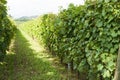 Vineyards sunny day with white ripe clusters of grapes. Italy Lake Garda. Royalty Free Stock Photo