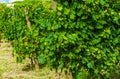 Vineyards sunny day with white ripe clusters of grapes. Italy Lake Garda. Royalty Free Stock Photo