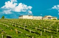 Vineyards sunny day with white ripe clusters of grapes. Italy Lake Garda.