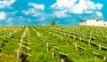 Vineyards sunny day with white ripe clusters of grapes. Italy Lake Garda.