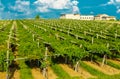 Vineyards sunny day with white ripe clusters of grapes. Italy Lake Garda.