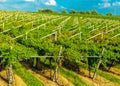 Vineyards sunny day with white ripe clusters of grapes. Italy Lake Garda. Royalty Free Stock Photo