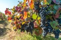 Vineyards at sunset in autumn harvest. Ripe grapes in fall. Alvarinho wine vineyards in Portugal Royalty Free Stock Photo