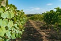 Vineyards at sunset in autumn harvest. Ripe grapes in fall. Alvarinho wine vineyards in Portugal Royalty Free Stock Photo