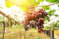 Vineyards at sunset in autumn harvest. Ripe grapes in fall.