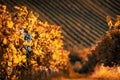 Vineyards at sunset in autumn harvest. Ripe grapes in fall. Royalty Free Stock Photo