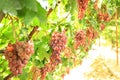 Ripe grapes in fall
