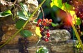 Vineyards at sunset in autumn harvest. Ripe grapes in fall Royalty Free Stock Photo