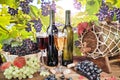 Vineyards at sunset in autumn harvest. Ripe grapes in fall, Wine bottle, glass of wine and grapes. white and red wine on an old Royalty Free Stock Photo