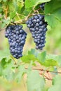 Vineyards at sunset in autumn harvest. Ripe grapes.Wine Region, Southern Moravia - Czech Republic. Vineyard under Palava. Royalty Free Stock Photo