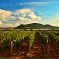 Vineyards at sunset in autumn harvest. Ripe grapes.Wine Region, Southern Moravia - Czech Republic. Vineyard under Palava. Royalty Free Stock Photo