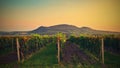 Vineyards at sunset in autumn harvest. Ripe grapes.Wine Region, Southern Moravia - Czech Republic. Vineyard under Palava Royalty Free Stock Photo