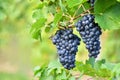 Vineyards at sunset in autumn harvest. Ripe grapes.Wine Region, Southern Moravia - Czech Republic. Vineyard under Palava. Royalty Free Stock Photo