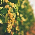 Vineyards at sunset in autumn harvest. Ripe grapes.Wine Region, Southern Moravia - Czech Republic. Vineyard under Palava. Royalty Free Stock Photo