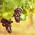 Vineyards at sunset in autumn harvest. Ripe grapes.Wine Region, Southern Moravia - Czech Republic. Vineyard under Palava. Royalty Free Stock Photo