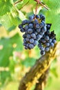 Vineyards at sunset in autumn harvest. Ripe grapes.Wine Region, Southern Moravia - Czech Republic. Vineyard under Palava. Royalty Free Stock Photo