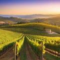 Vineyards at sunset in autumn Ripe grapes in