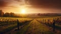 Vineyards sunset panorama. Generative AI