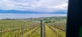 Vineyards on sunset. Vineyard on the background of the lake