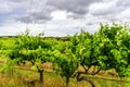 McLaren Vale Vineyards outside Adelaide Australia Royalty Free Stock Photo