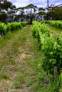 McLaren Vale Vineyards outside Adelaide Australia Royalty Free Stock Photo