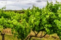 McLaren Vale Vineyards outside Adelaide Australia Royalty Free Stock Photo