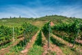 Vineyards to produce Alsace wine in the surroundings of Riquewhir, in Alsace, France