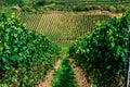 Vineyards to produce Alsace wine in the surroundings of Riquewhir, in Alsace, France