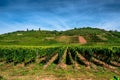 Vineyards to produce Alsace wine in the surroundings of Riquewhir, in Alsace, France