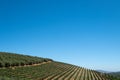 Vineyards at Tokara Wine Estate in the Simonsberg mountains, Stellenbosch, Cape Town, South Africa, taken on a clear day. Royalty Free Stock Photo