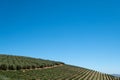 Vineyards at Tokara Wine Estate in the Simonsberg mountains, Stellenbosch, Cape Town, South Africa, taken on a clear day. Royalty Free Stock Photo