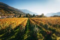 Vineyards in Trento in autumn Royalty Free Stock Photo