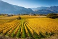 Vineyards in Trento in autumn Royalty Free Stock Photo
