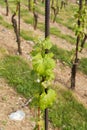 Vineyards in troja