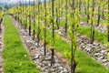 Vineyards in troja