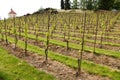 Vineyards in troja