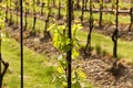 Vineyards in troja