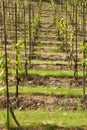 Vineyards in troja