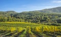 Vineyards in Tuscan Royalty Free Stock Photo