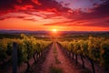 Vineyards in Tuscany, Italy. Rural landscape at sunset, AI Generated Royalty Free Stock Photo