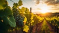 Vineyards in Tuscany at sunset. Ripe red wine grapes growing on vineyards in Italy Generative AI Royalty Free Stock Photo