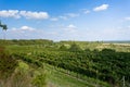 Vineyards under Palava. Czech Republic Royalty Free Stock Photo