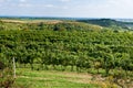 Vineyards under Palava. Czech Republic Royalty Free Stock Photo