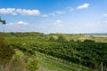 Vineyards under Palava. Czech Republic Royalty Free Stock Photo