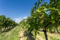 Vineyards under Palava. Czech Republic Royalty Free Stock Photo