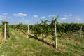 Vineyards under Palava. Czech Republic Royalty Free Stock Photo