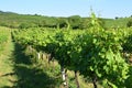 Vineyards under Palava. Czech Republic - South Moravian Region wine region. Royalty Free Stock Photo