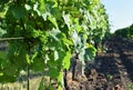 Vineyards under Palava. Czech Republic - South Moravian Region wine region. Royalty Free Stock Photo